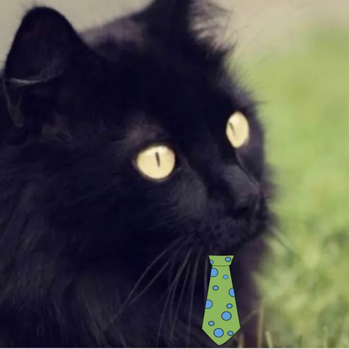 Gato ra a Angorá idade 1 ano nome Tom 