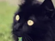 Tom 