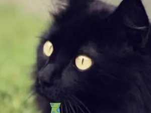 Gato raça Angorá idade 1 ano nome Tom 