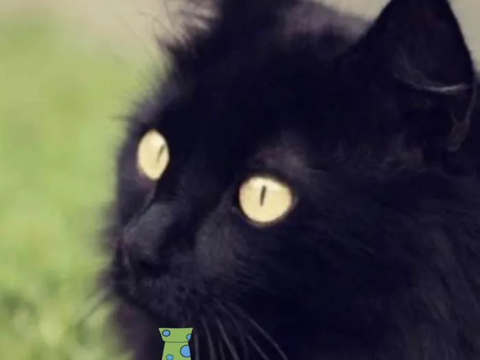 Gato ra a Angorá idade 1 ano nome Tom 