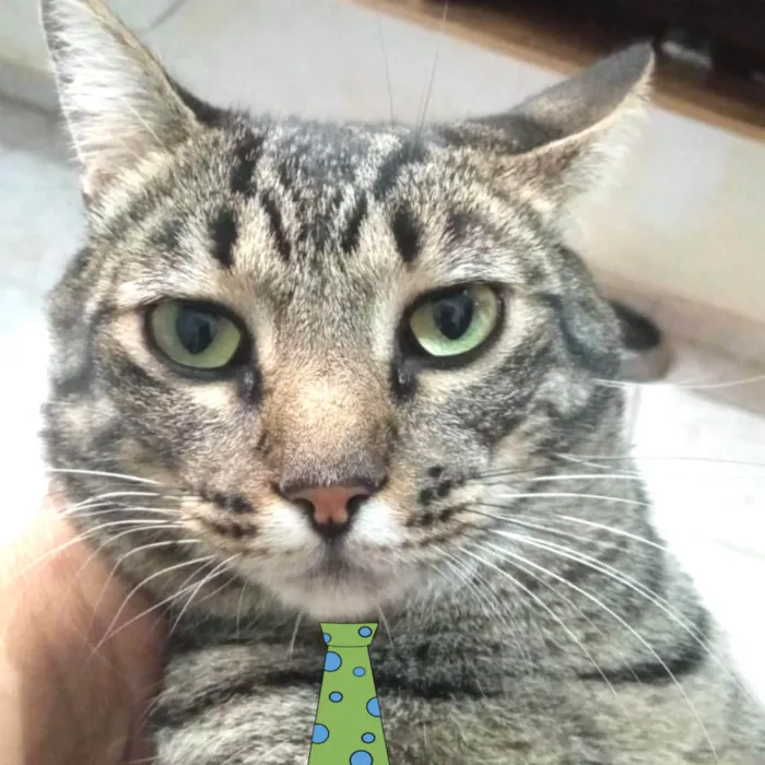 Gato ra a Mestiço  idade 1 ano nome Theo 