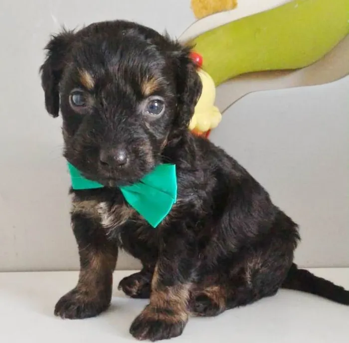 Cachorro raça SRD-ViraLata idade Abaixo de 2 meses nome GABRIEL