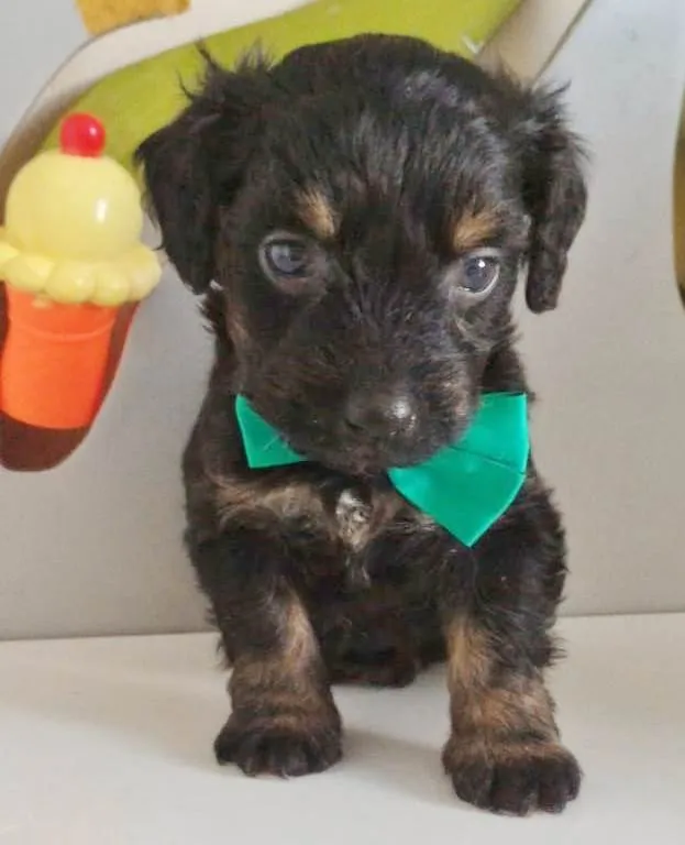 Cachorro raça SRD-ViraLata idade Abaixo de 2 meses nome GABRIEL