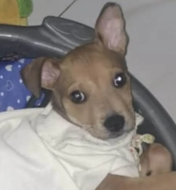 Cachorro ra a Mestico idade 2 a 6 meses nome Pingo 