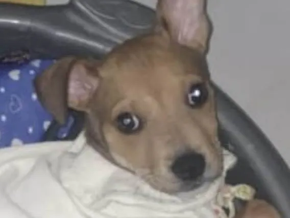 Cachorro ra a Mestico idade 2 a 6 meses nome Pingo 