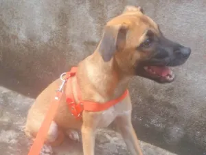 Cachorro raça Filhote de Mouth cur idade 2 a 6 meses nome Stella
