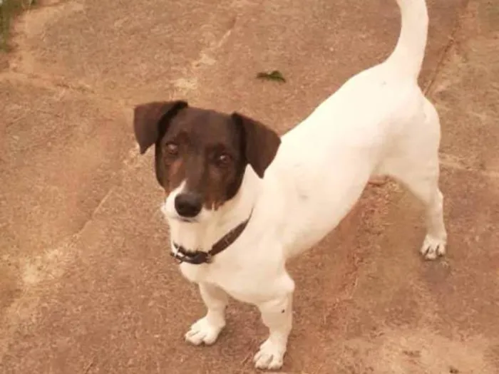 Cachorro ra a  idade 6 ou mais anos nome Guenzzo 