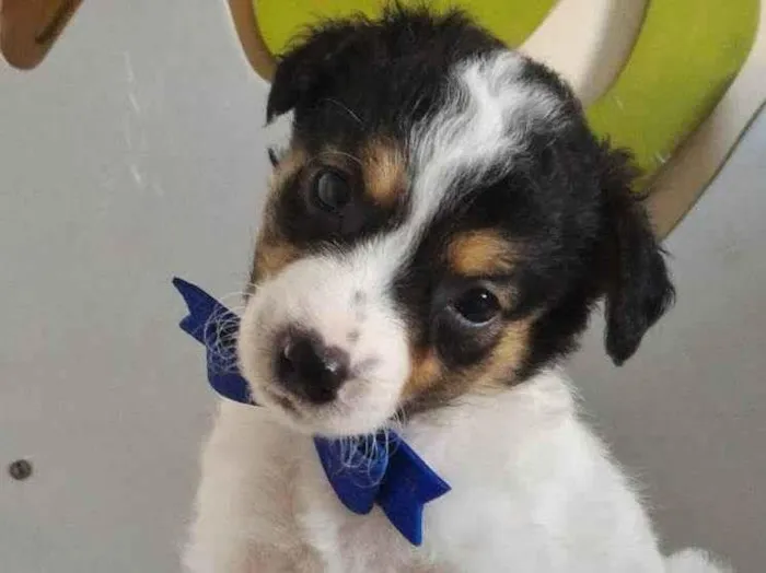 Cachorro raça SRD-ViraLata idade Abaixo de 2 meses nome MIGUEL