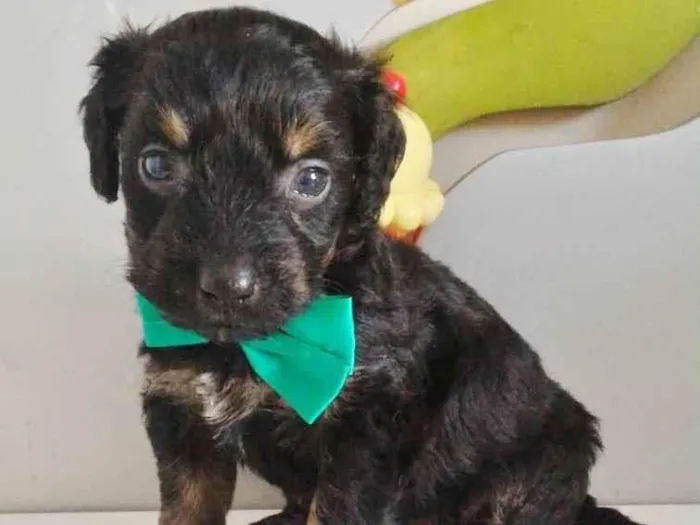 Cachorro raça SRD-ViraLata idade Abaixo de 2 meses nome GABRIEL