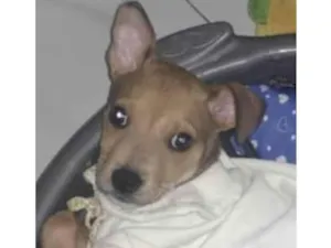 Cachorro raça Mestico idade 2 a 6 meses nome Pingo 