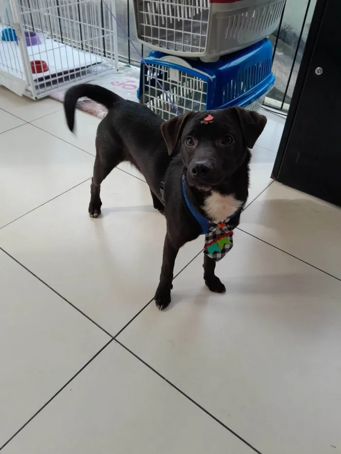 Cachorro ra a SRD = TODAS AS RAÇAS idade 2 a 6 meses nome Toby