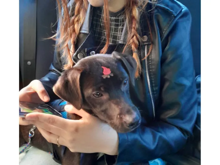 Cachorro ra a SRD = TODAS AS RAÇAS idade 2 a 6 meses nome Toby