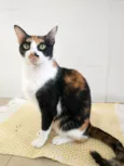 Catarina 