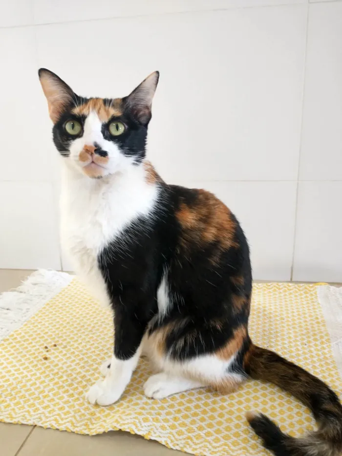 Gato raça SRD-ViraLata idade 2 anos nome Catarina 