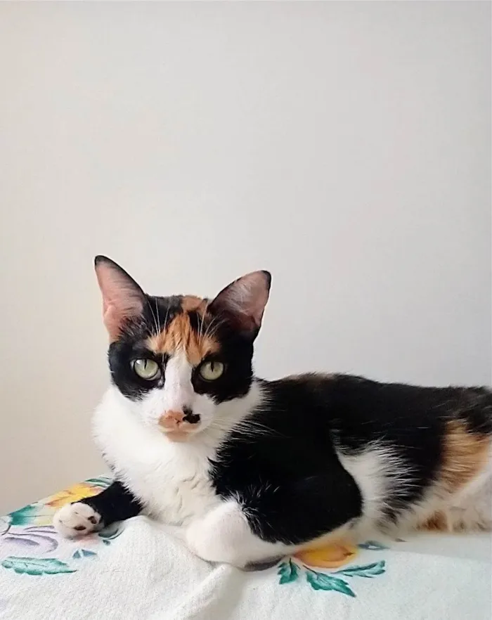 Gato raça SRD-ViraLata idade 2 anos nome Catarina 