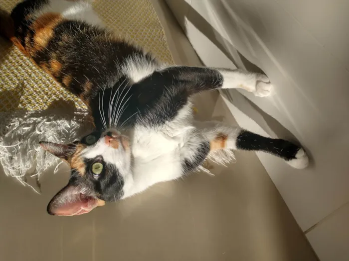 Gato raça SRD-ViraLata idade 2 anos nome Catarina 