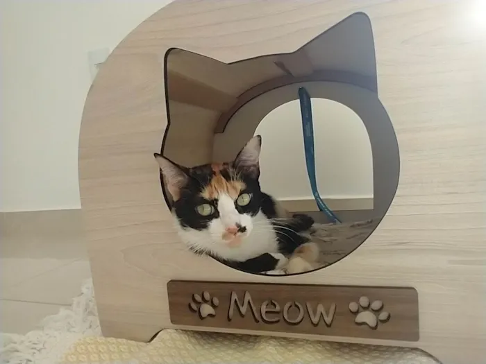 Gato raça SRD-ViraLata idade 2 anos nome Catarina 