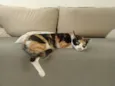 Catarina 
