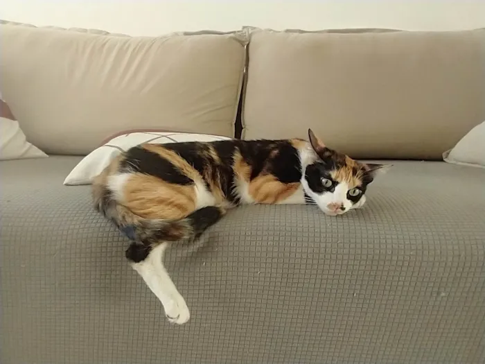 Gato raça SRD-ViraLata idade 2 anos nome Catarina 