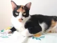 Catarina 