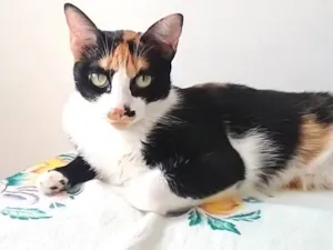 Gato raça SRD-ViraLata idade 2 anos nome Catarina 