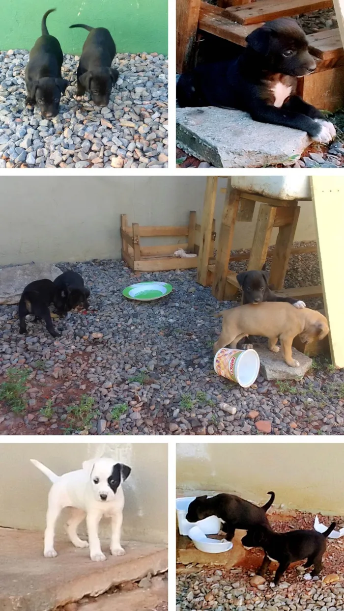 Cachorro raça Srd idade Abaixo de 2 meses nome Filhotes
