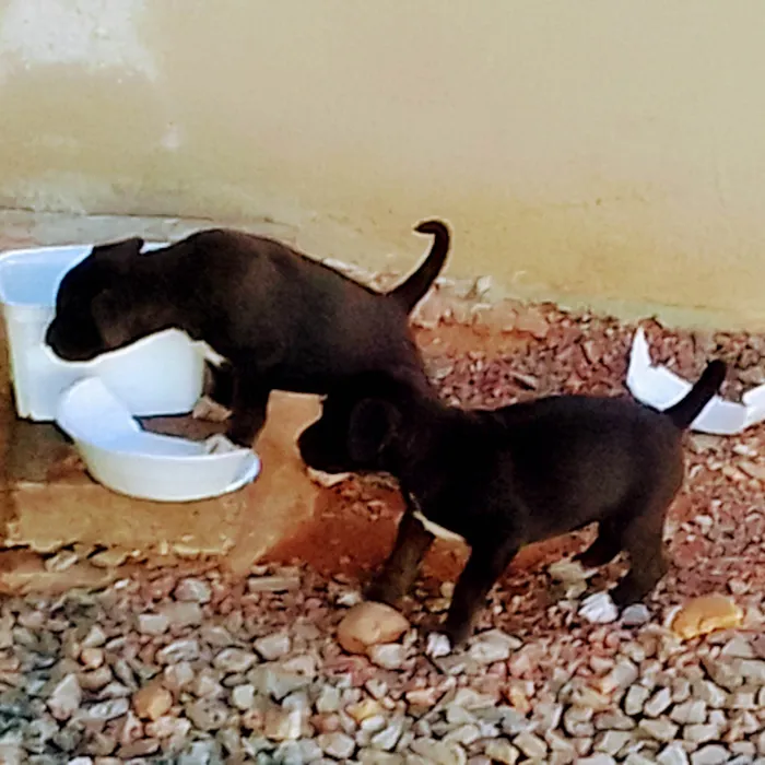 Cachorro raça Srd idade Abaixo de 2 meses nome Filhotes