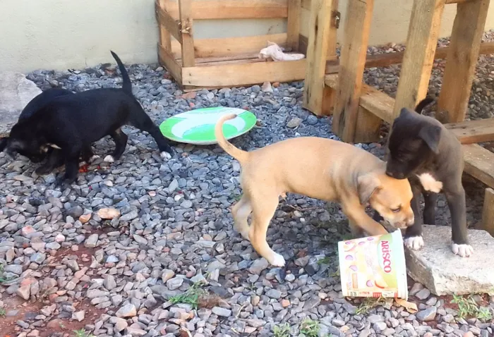 Cachorro raça Srd idade Abaixo de 2 meses nome Filhotes