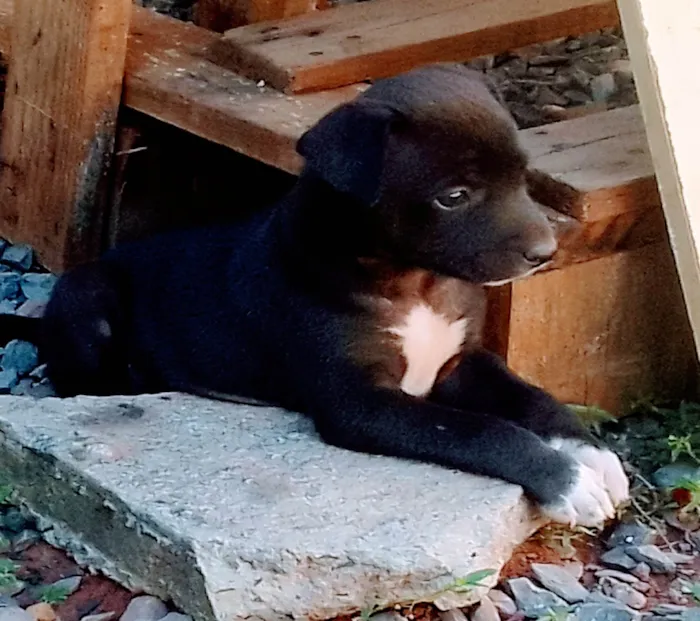Cachorro raça Srd idade Abaixo de 2 meses nome Filhotes