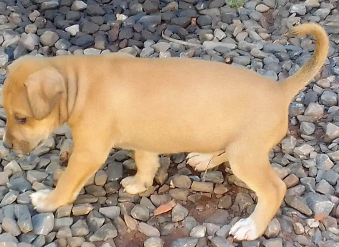 Cachorro raça Srd idade Abaixo de 2 meses nome Filhotes