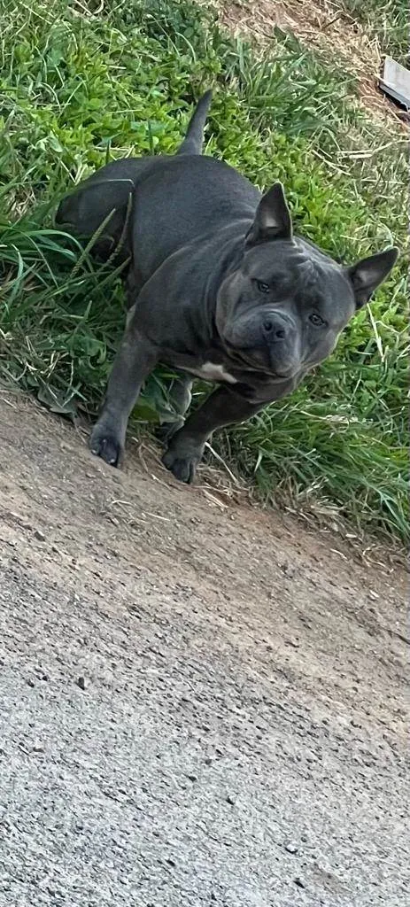 Cachorro ra a American Bully  idade 1 ano nome Tião 