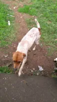 Bili
