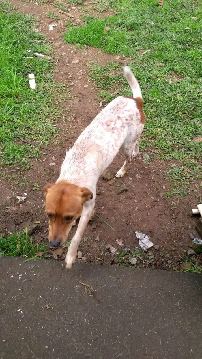 Cachorro ra a Vira lata idade 1 ano nome Bili