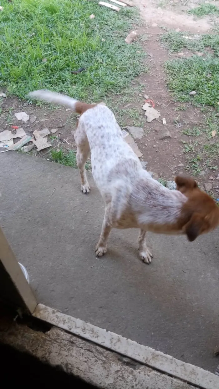 Cachorro ra a Vira lata idade 1 ano nome Bili