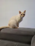 Amora