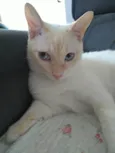 Amora