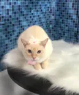 Amora
