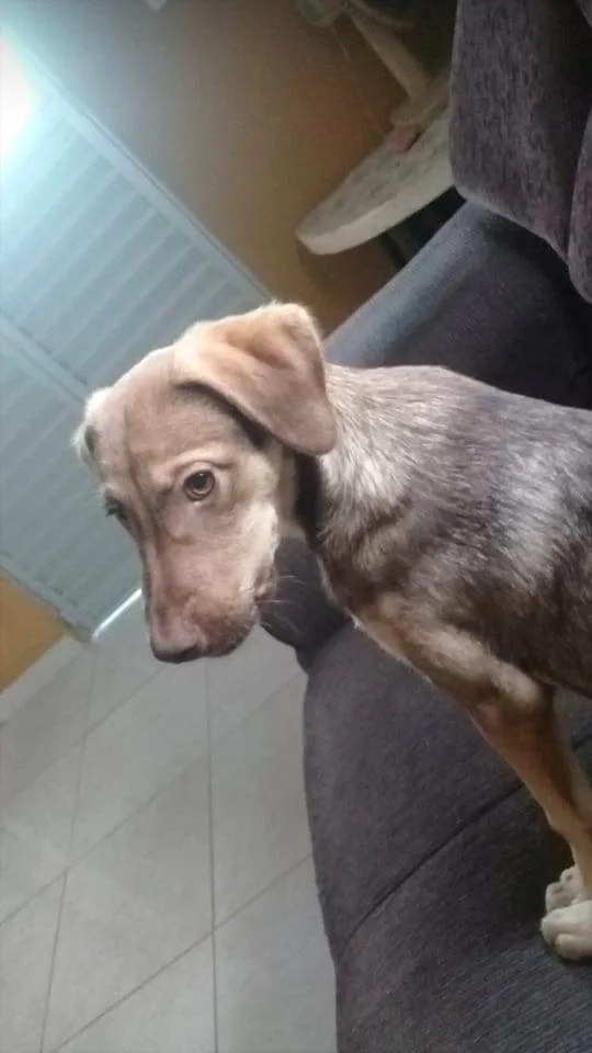 Cachorro ra a Vira idade 3 anos nome Lolô