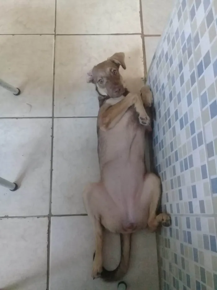 Cachorro ra a Vira idade 3 anos nome Lolô