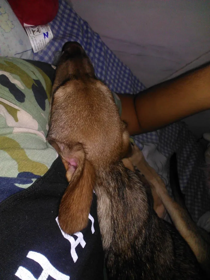 Cachorro ra a Vira idade 3 anos nome Lolô