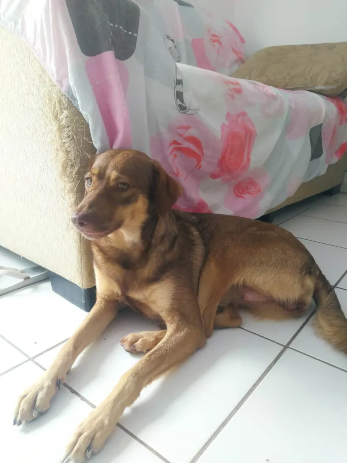 Cachorro ra a Vira idade 3 anos nome Lolô