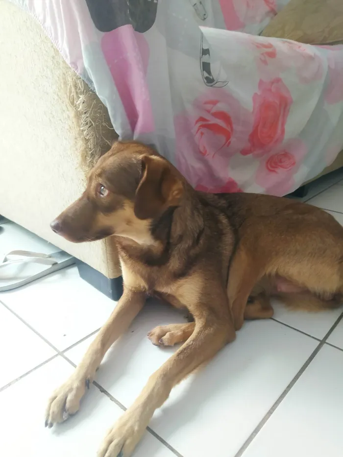 Cachorro ra a Vira idade 3 anos nome Lolô