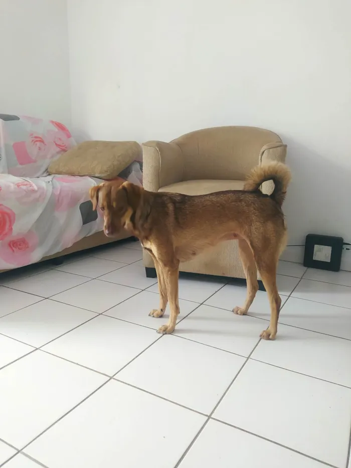 Cachorro ra a Vira idade 3 anos nome Lolô