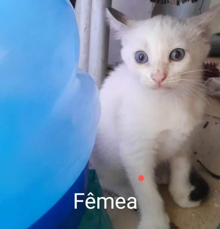 Gato ra a Gato idade 2 a 6 meses nome Sem nome