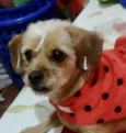 Lola 