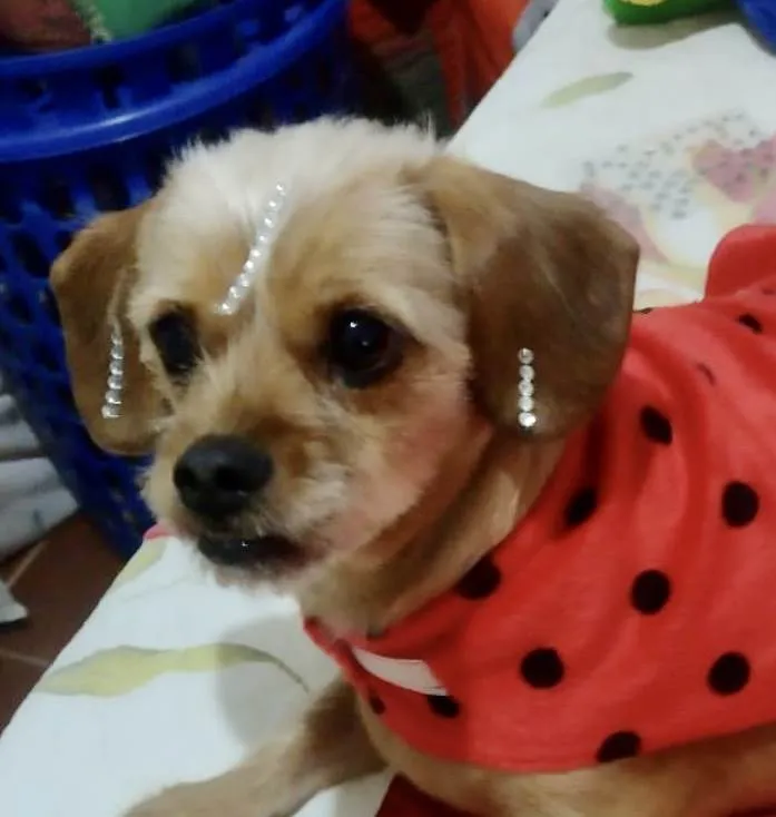 Cachorro ra a Mestica  idade 1 ano nome Lola 