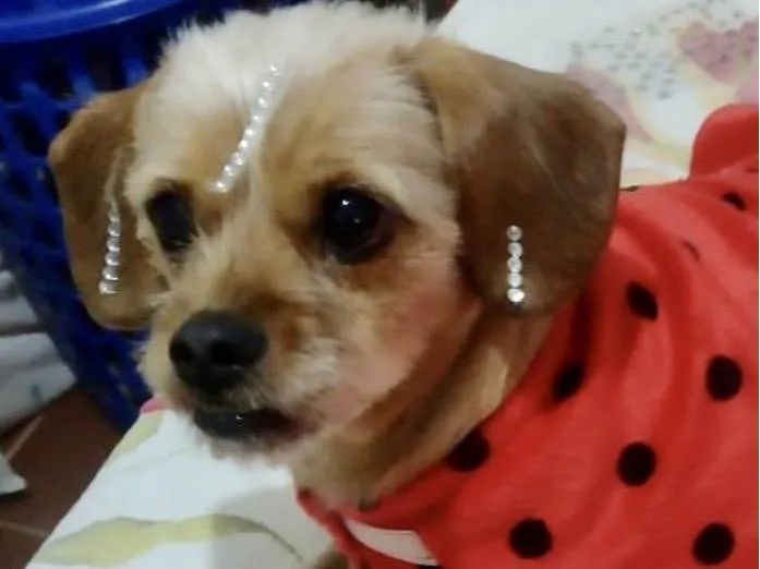 Cachorro ra a Mestica  idade 1 ano nome Lola 