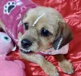 Belinha 