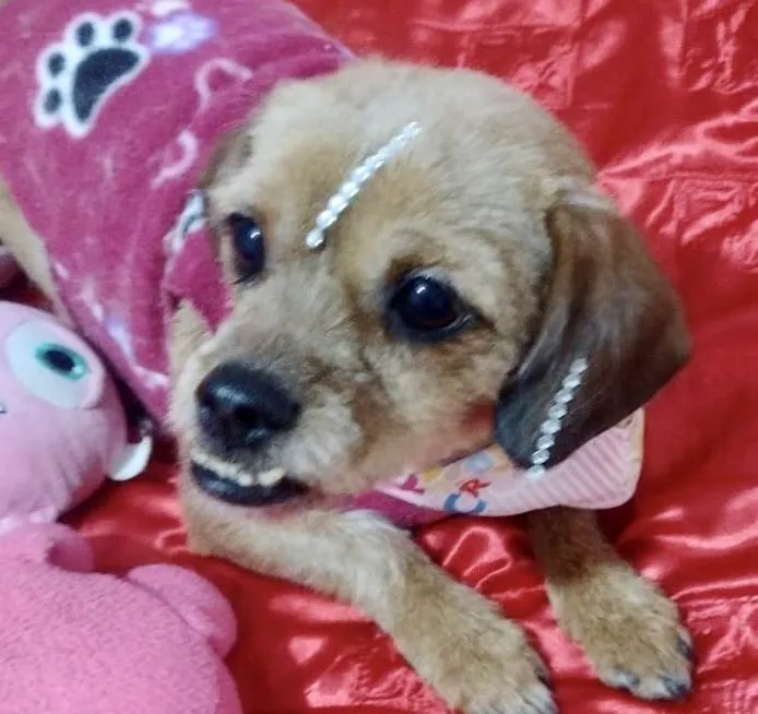 Cachorro ra a Mestica  idade 1 ano nome Belinha 
