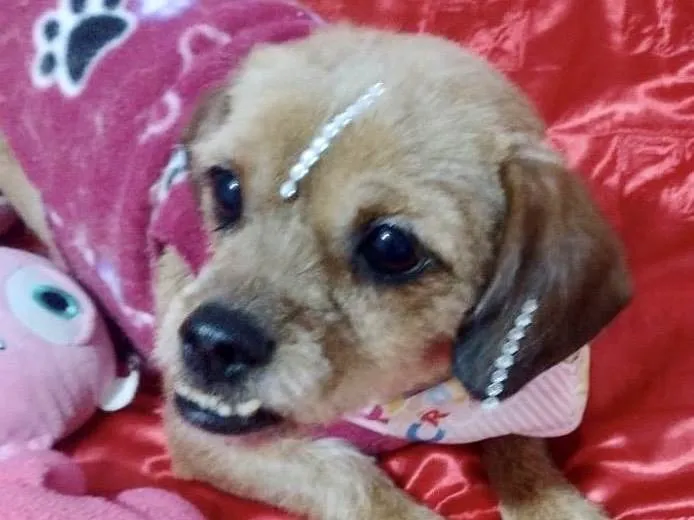 Cachorro ra a Mestica  idade 1 ano nome Belinha 